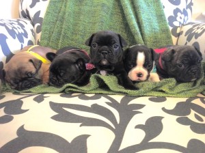 Puppies 4 weeks old